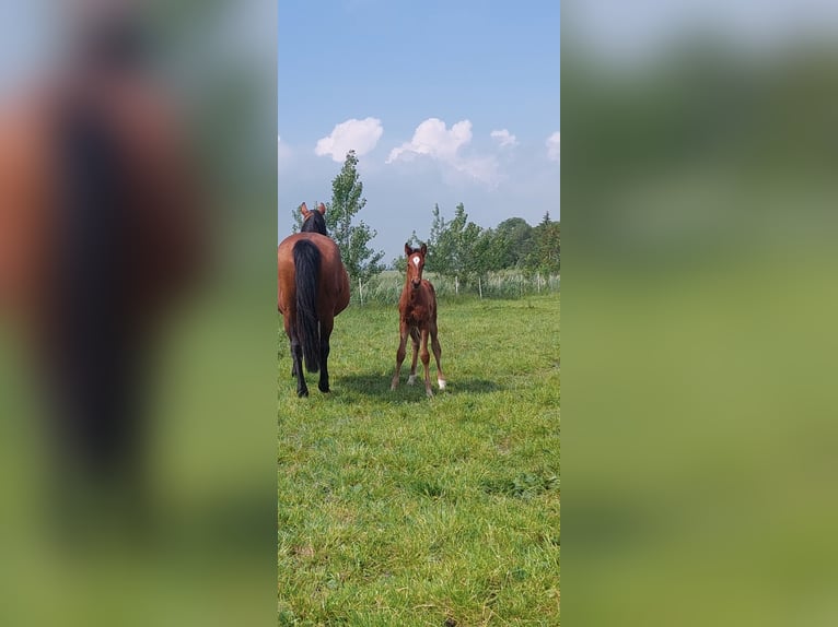 Holsteiner Hingst Föl (05/2024) Brun in Tetenbüll