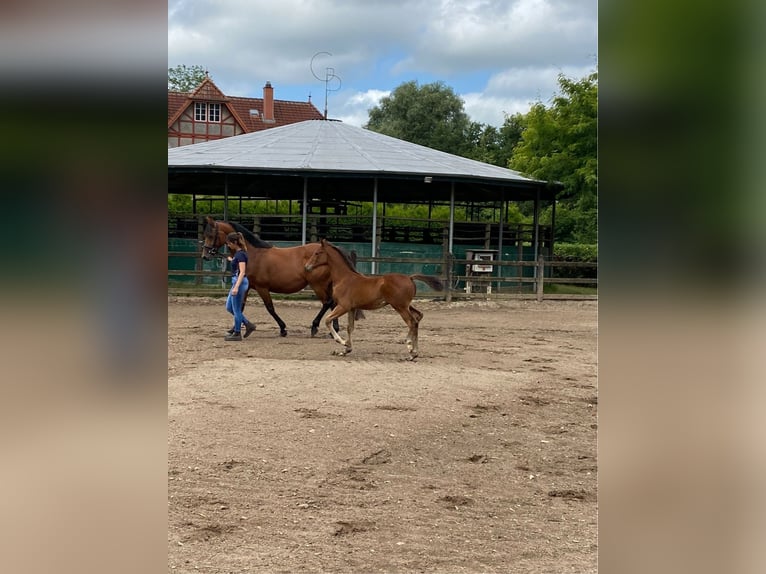 Holsteiner Hingst Föl (05/2024) Brun in Warder