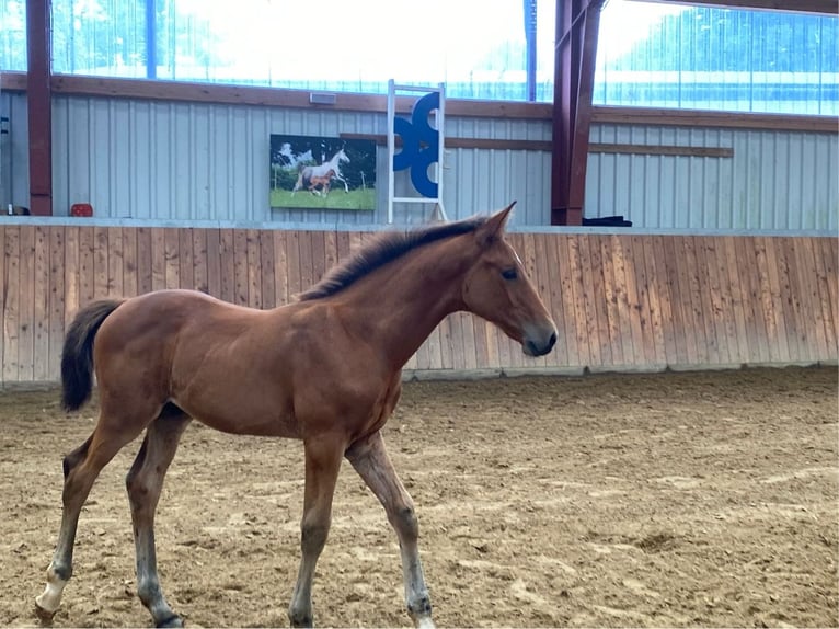 Holsteiner Hingst Föl (05/2024) Brun in Warder