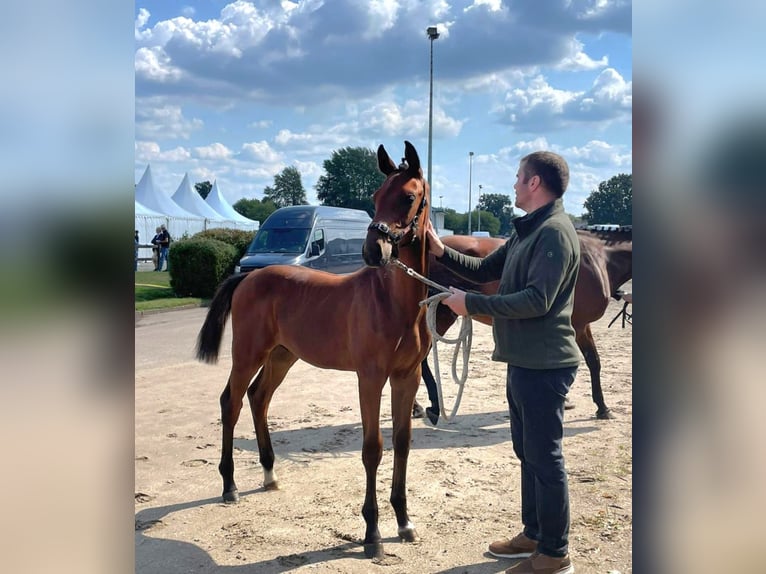 Holsteiner Hingst Föl (03/2024) Brun in Wester-Ohrstedt