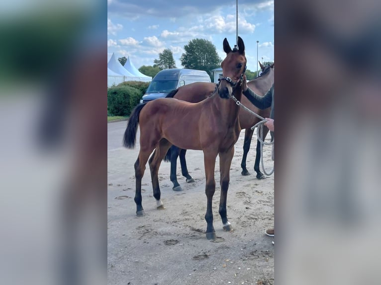 Holsteiner Hingst Föl (03/2024) Brun in Wester-Ohrstedt