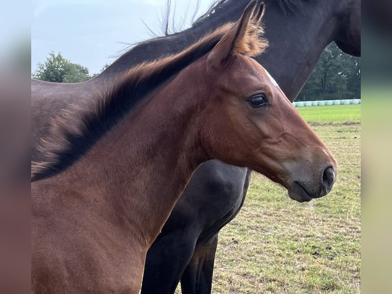 Holsteiner Hingst Föl (06/2024) Brun in Grande