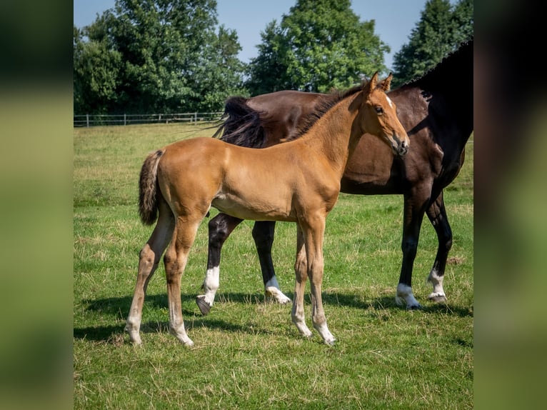 Holsteiner Hingst Föl (05/2024) Brun in Stocksee