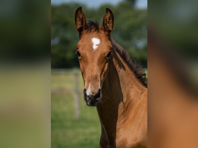 Holsteiner Hingst Föl (05/2024) Brun in Stocksee