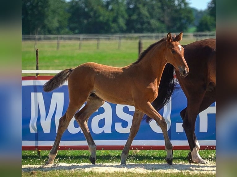 Holsteiner Hingst Föl (05/2024) Brun in Stocksee