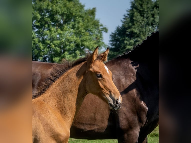 Holsteiner Hingst Föl (05/2024) Brun in Stocksee