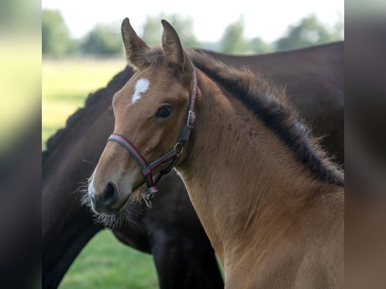 Holsteiner Hingst Föl (05/2024) Brun in Stocksee