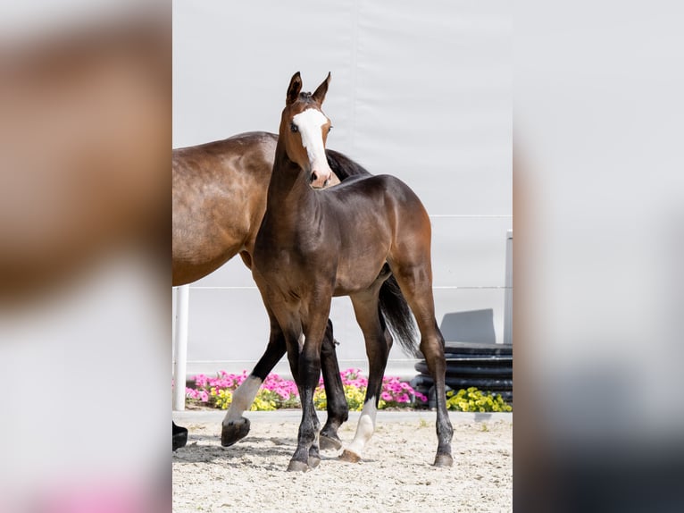 Holsteiner Hingst Föl (04/2024) Brun in Tuchola