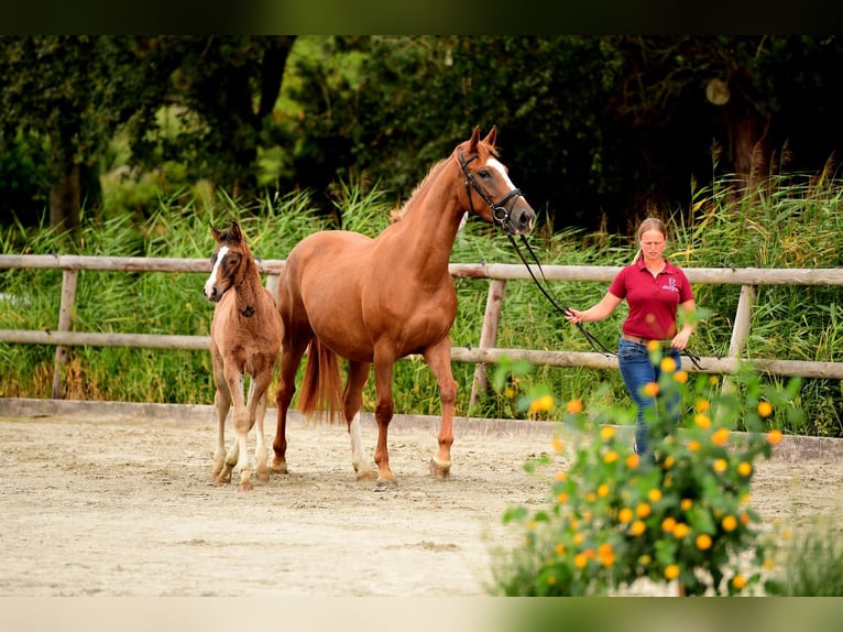 Holsteiner Hingst Föl (04/2024) Brun in Wohrden