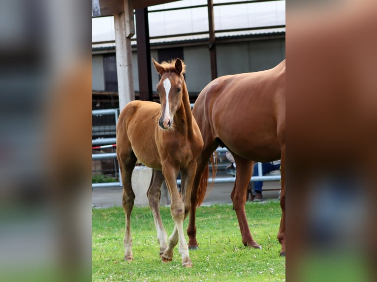 Holsteiner Hingst Föl (04/2024) Fux in Glüsing