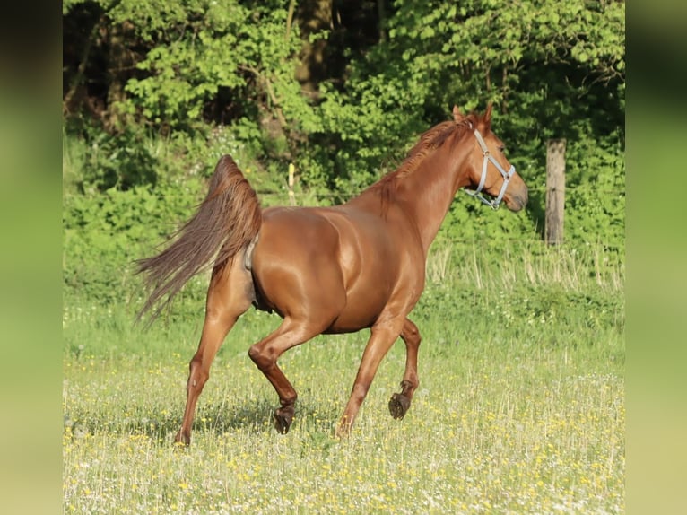 Holsteiner Hingst Föl (04/2024) Fux in Glüsing