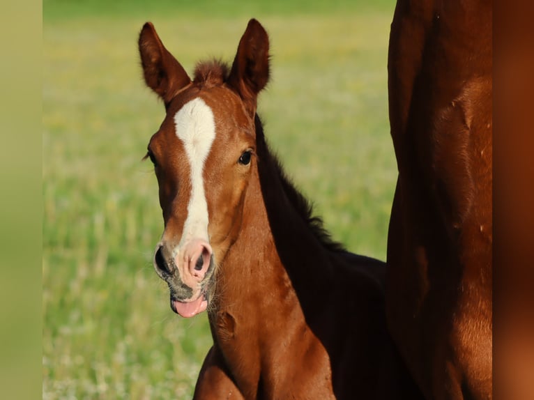 Holsteiner Hingst Föl (04/2024) Fux in Glüsing