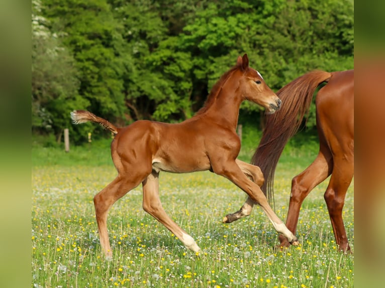 Holsteiner Hingst Föl (04/2024) Fux in Glüsing