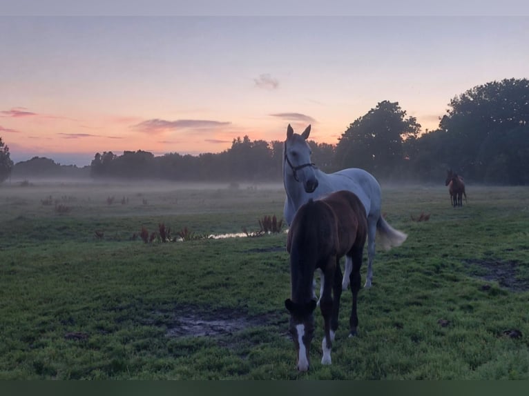 Holsteiner Hingst Föl (04/2024) Grå in Tetenbüll