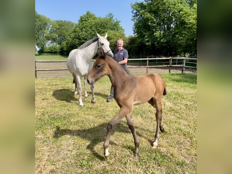 Holsteiner Hingst Föl (04/2024) Grå-röd-brun in Wittenbergen