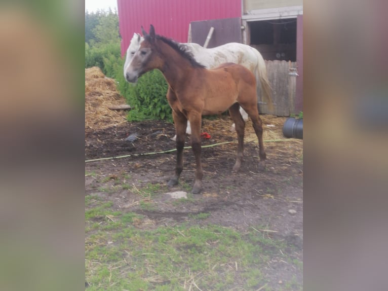 Holsteiner Hingst Föl (04/2024) Grå in Elpersbüttel