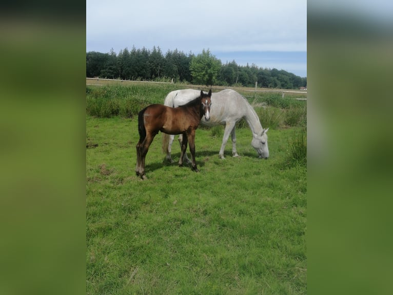 Holsteiner Hingst Föl (04/2024) Grå in Elpersbüttel