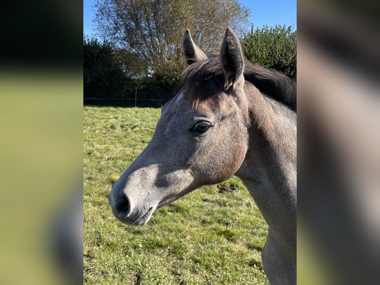 Holsteiner Hingst Föl (05/2024) Kan vara vit in Beschendorf