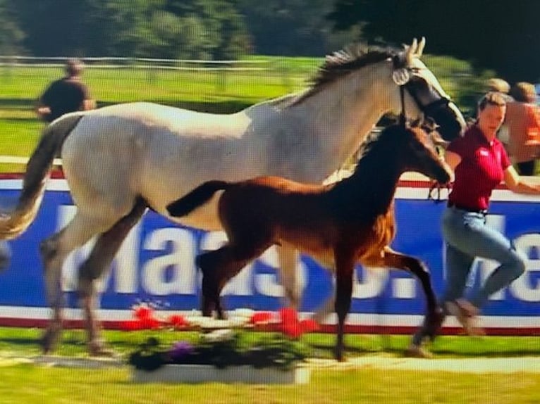 Holsteiner Hingst Föl (05/2024) Kan vara vit in Beschendorf