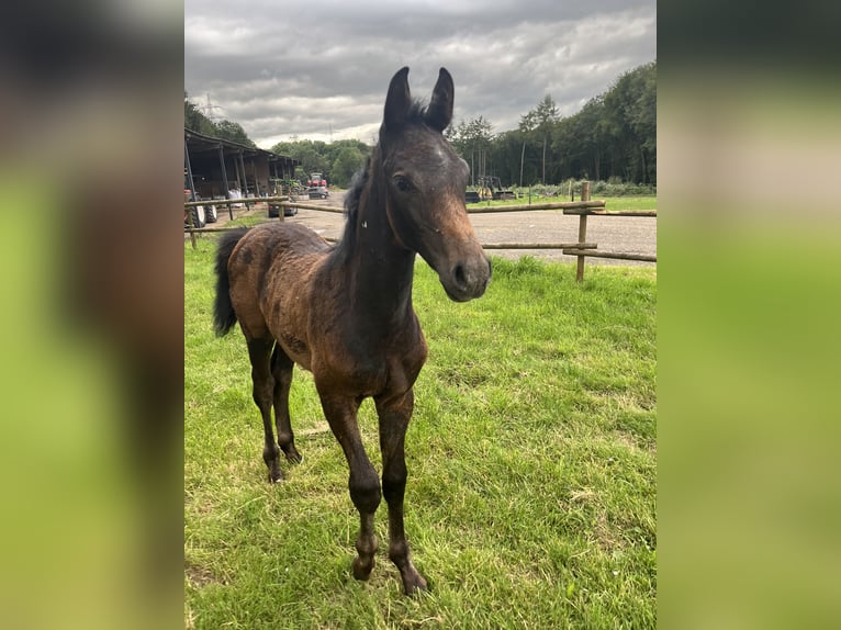 Holsteiner Hingst Föl (03/2024) Kan vara vit in WaldorfGönnersdorf