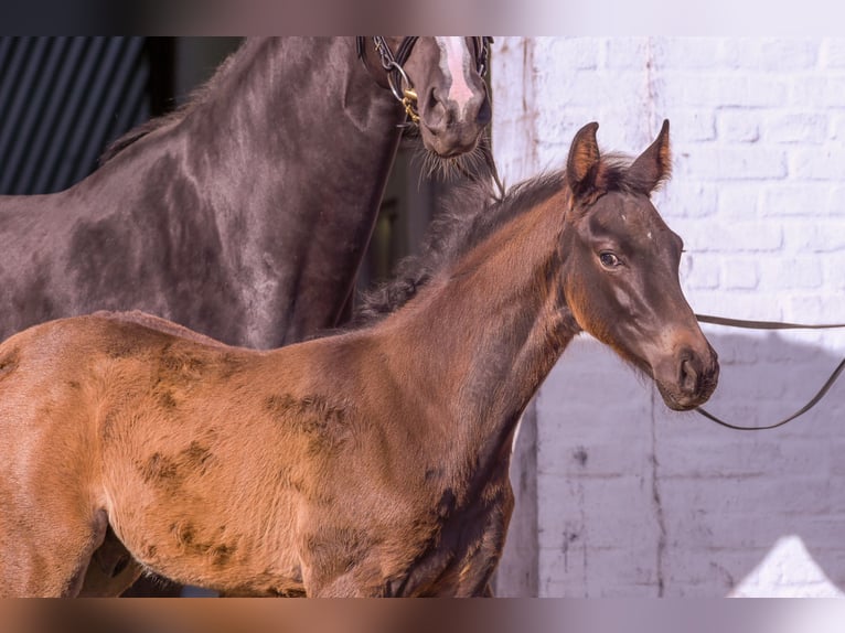 Holsteiner Hingst Föl (03/2024) Rökfärgad svart in Schierensee