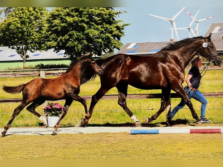 Holsteiner Hingst Föl (04/2024) Rökfärgad svart in Kaiser-Wilhelm-Koog