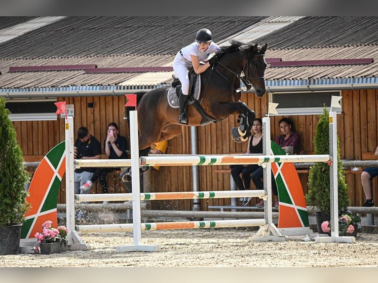 Holsteiner Hongre 10 Ans 163 cm Bai in Meschede