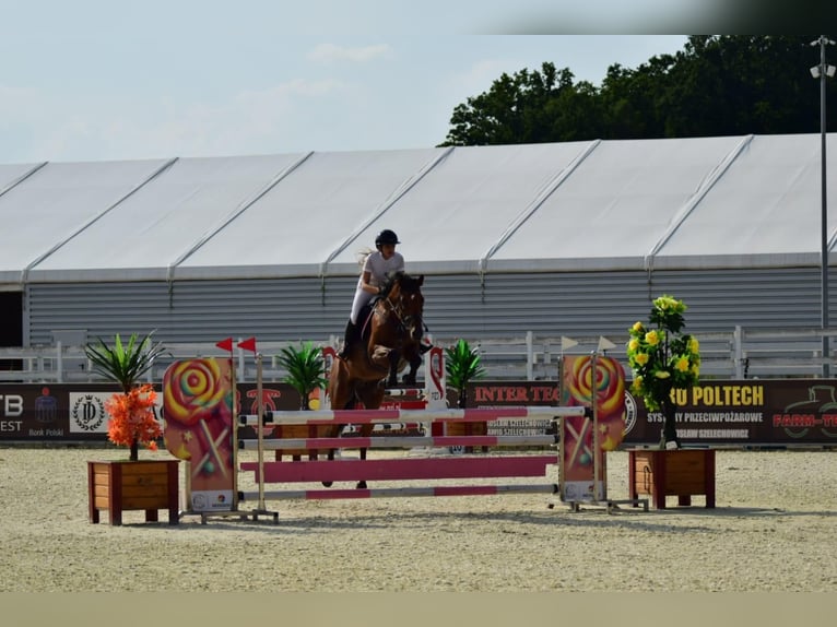 Holsteiner Hongre 10 Ans 164 cm in Raciborowice G&#xF3;rne
