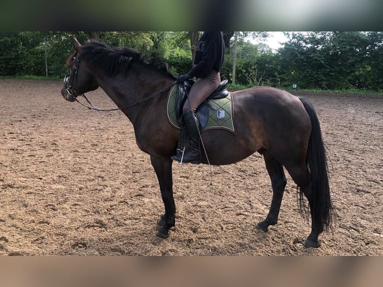 Holsteiner Hongre 10 Ans 165 cm Bai brun foncé in Henstedt-Ulzburg