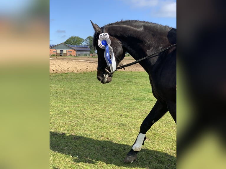 Holsteiner Hongre 10 Ans 165 cm Bai brun foncé in Henstedt-Ulzburg