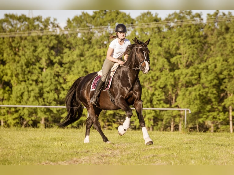 Holsteiner Hongre 10 Ans 165 cm Noir in Dombühl
