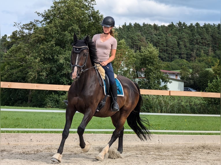 Holsteiner Hongre 10 Ans 165 cm Noir in Feuchtwangen