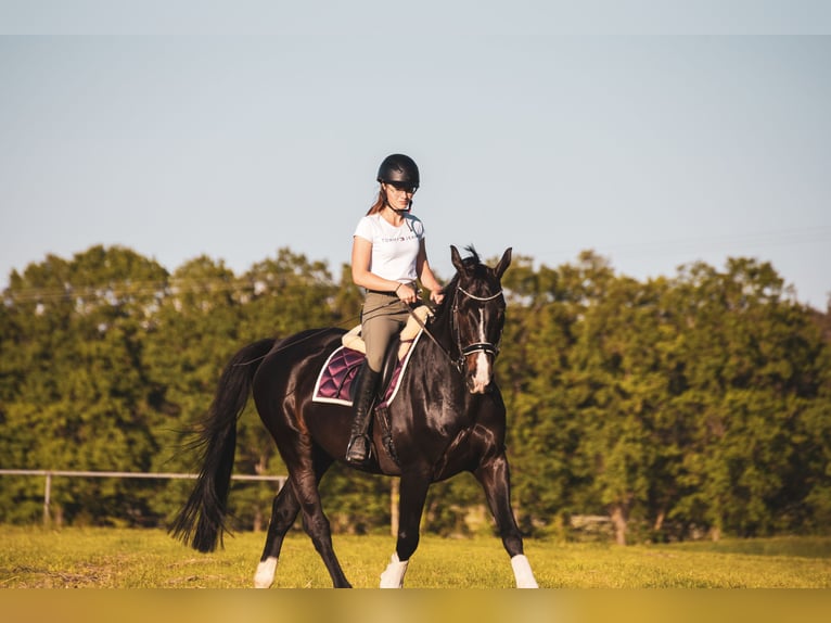 Holsteiner Hongre 10 Ans 165 cm Noir in Feuchtwangen