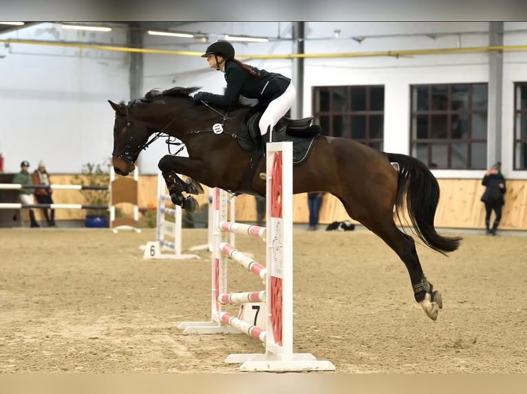 Holsteiner Hongre 10 Ans 168 cm Bai brun in Olsztyn