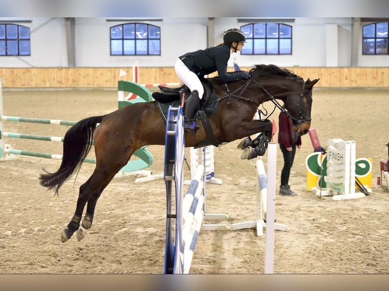 Holsteiner Hongre 10 Ans 168 cm Bai brun in Olsztyn