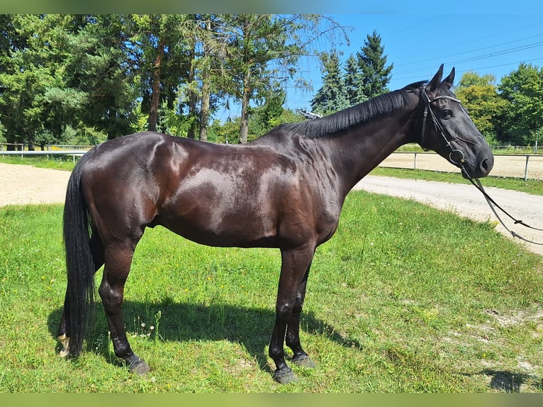 Holsteiner Hongre 10 Ans 168 cm Noir in Durmersheim