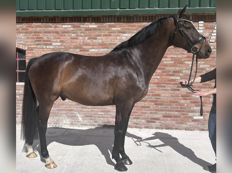 Holsteiner Hongre 10 Ans 170 cm Bai brun in Sch&#xFC;lp