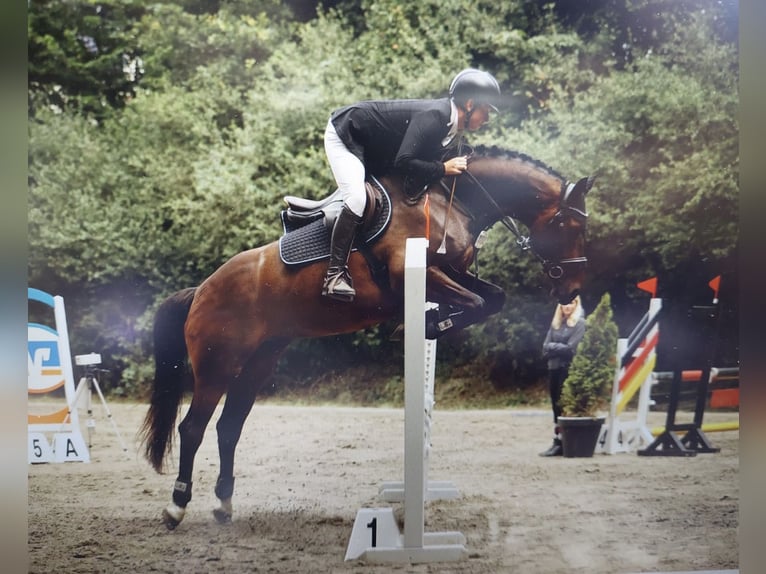 Holsteiner Hongre 10 Ans 170 cm Bai brun in Sch&#xFC;lp