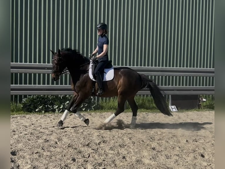 Holsteiner Hongre 10 Ans 170 cm Bai brun in Sch&#xFC;lp