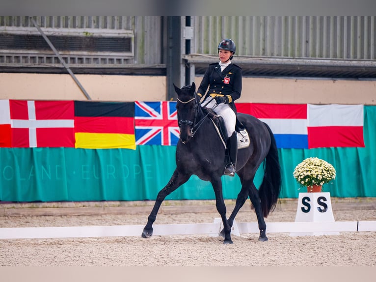 Holsteiner Hongre 10 Ans 170 cm Noir in Dätgen