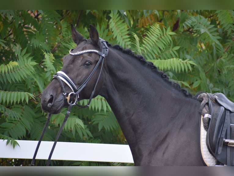 Holsteiner Hongre 10 Ans 170 cm Noir in Dätgen