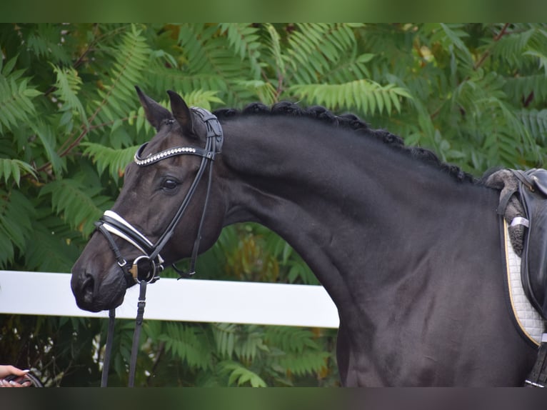 Holsteiner Hongre 10 Ans 170 cm Noir in Dätgen