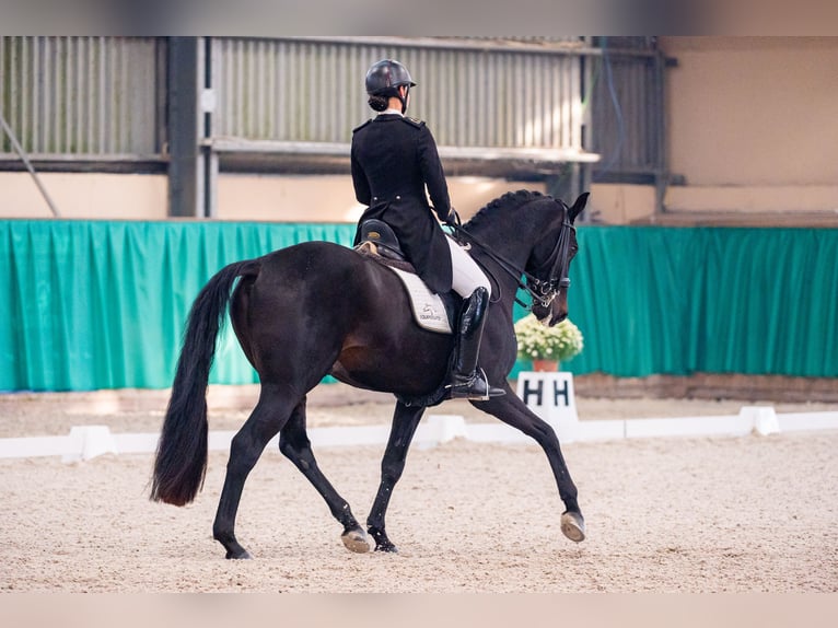 Holsteiner Hongre 10 Ans 170 cm Noir in Dätgen