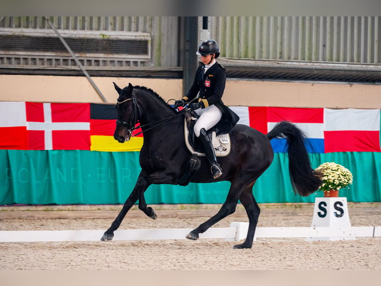 Holsteiner Hongre 10 Ans 170 cm Noir in Dätgen