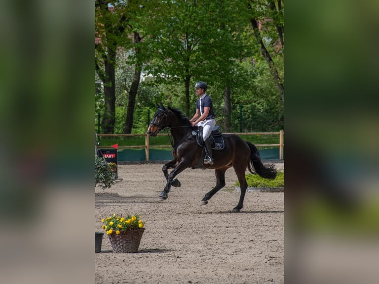 Holsteiner Hongre 10 Ans 172 cm Bai brun in Bad K&#xF6;nig