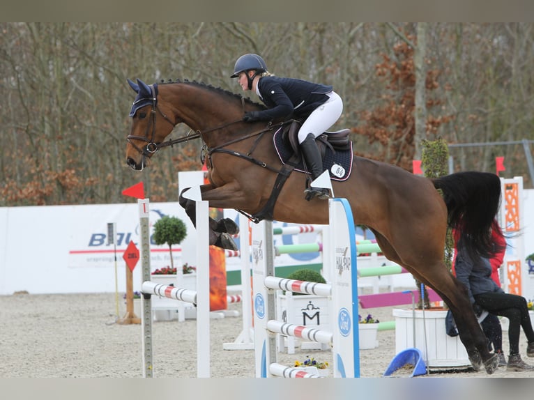 Holsteiner Hongre 10 Ans 172 cm Bai in Damm