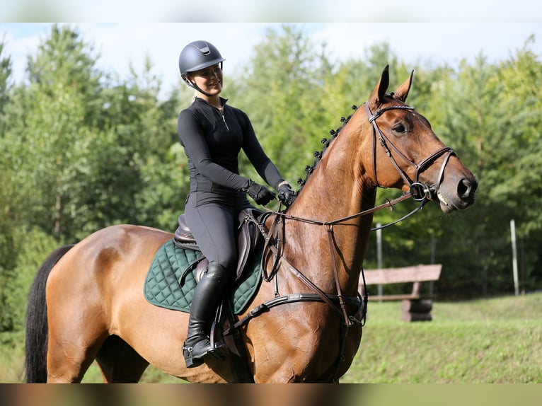 Holsteiner Hongre 10 Ans 172 cm Bai in Damm