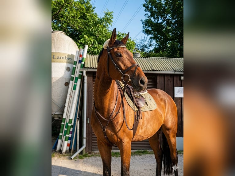 Holsteiner Hongre 10 Ans 172 cm Bai in Mannheim