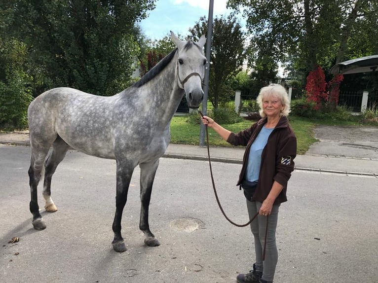 Holsteiner Hongre 10 Ans 172 cm Gris in Reichenbach