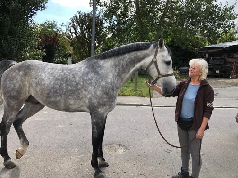 Holsteiner Hongre 10 Ans 172 cm Gris in Reichenbach